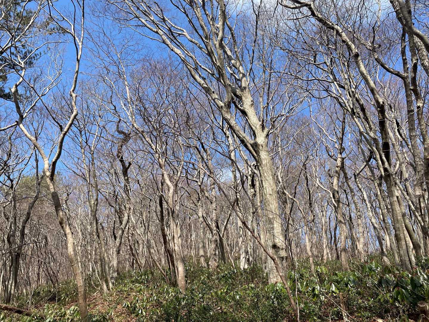 高館山-八森山 周回コースの写真