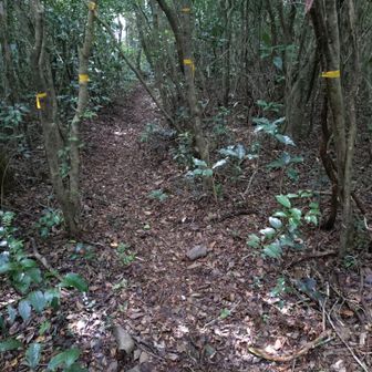 この辺りから蜘蛛の巣地獄。小枝を両手に悪魔神官の様に構えて進みます