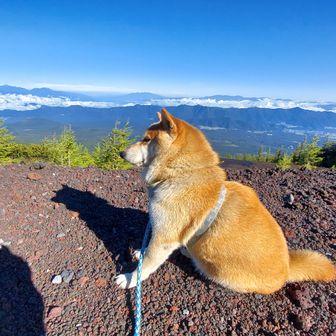  マイライフ・アズ・ア・ドッグ