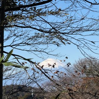 天園からの富士山。
ちょっと見えにくいのよねぇ。