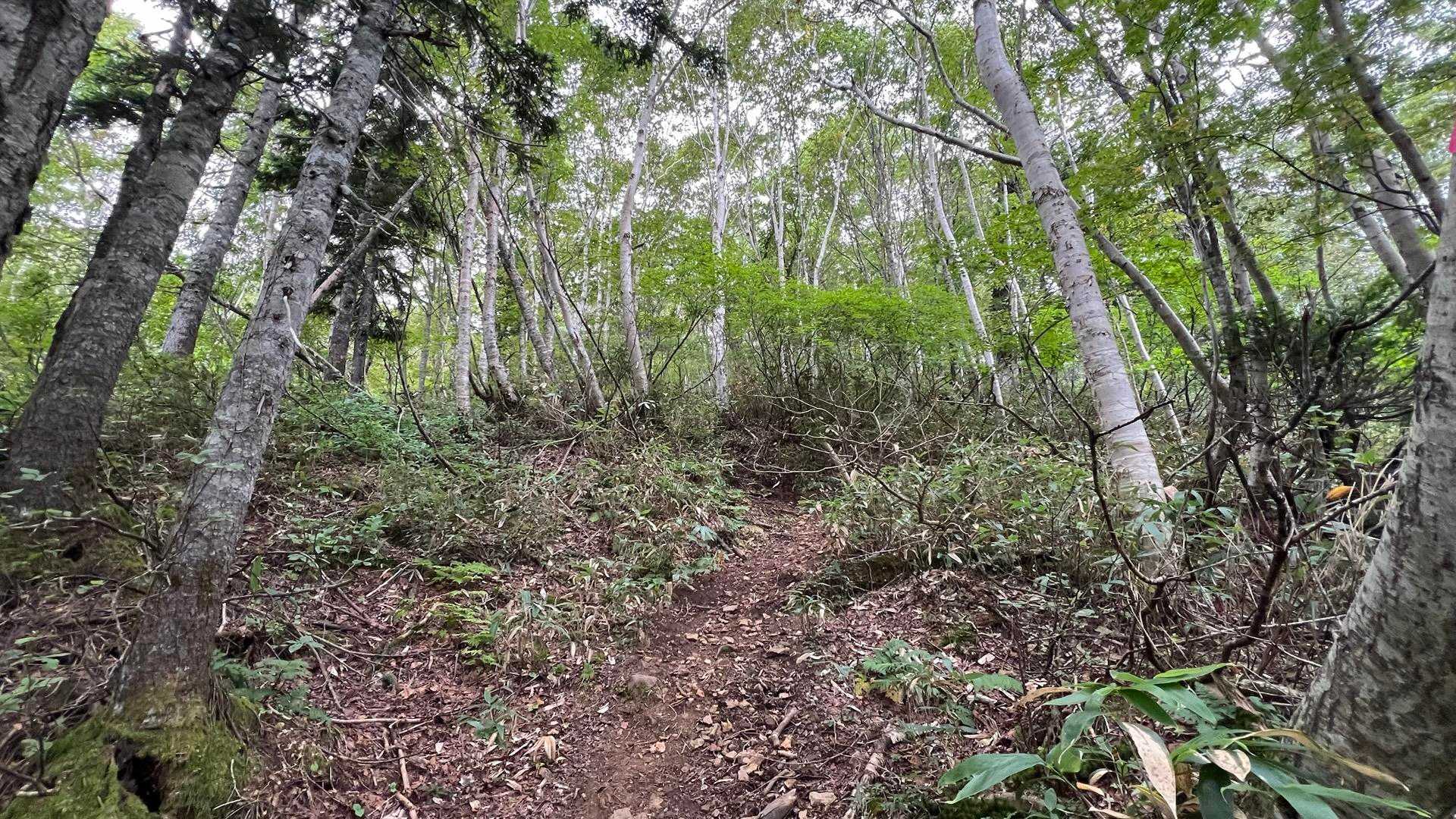 登山道は草刈りなど綺麗に整備されています。