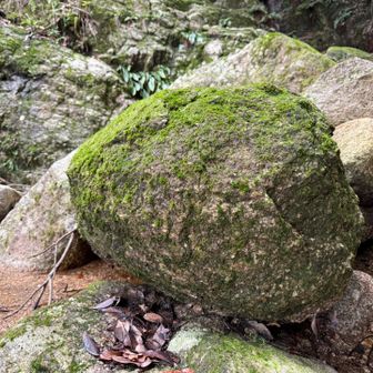 まりも岩