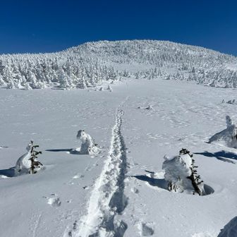 先人がトレースを作ってくれたのでとりあえず行ってみるか❗️って事になりました
