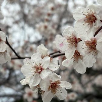 
　春らんまんまで あと少し
　
　そそいだ 誘い水のように 
　広がり続ける 花の波  🌸🌼

　
　おつかれ 春 でした



