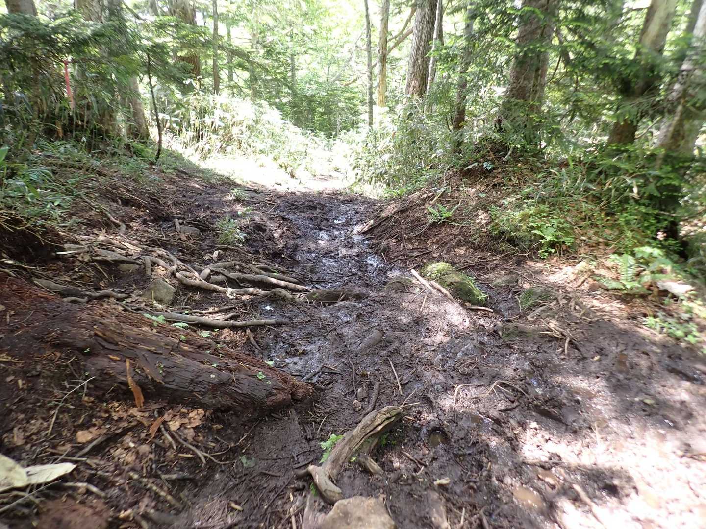 見晴新道はほぼ泥田状態でゲンナリしました。雨後にはこうなるそうです。