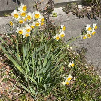 水仙が綺麗