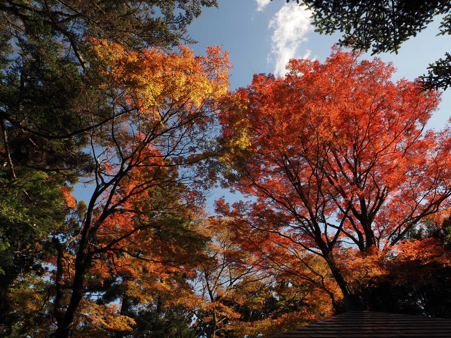 阿夫利神社下社-大山 往復コースの写真