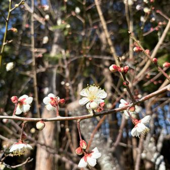 梅の季節だね