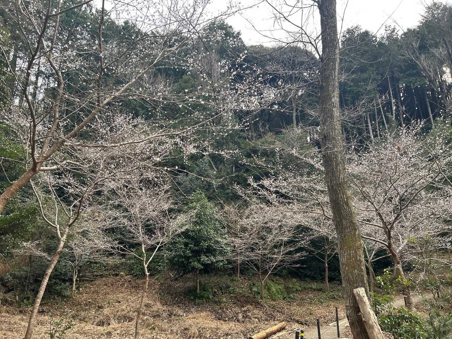 池の周りの四季サクラ🌸
なんとも儚げ…