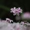 野の花ひとみん