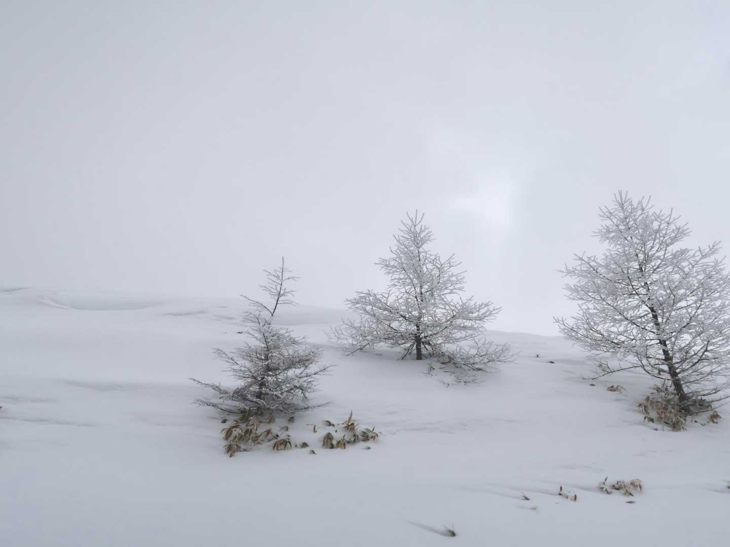 山の上は曇り
でも樹氷がとても素敵