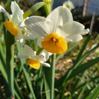 ポレポレ田舎者