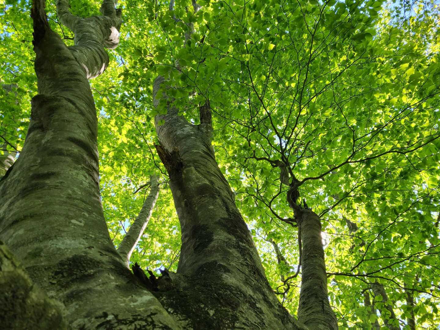 頂上付近はブナ原生林群生してます🌳