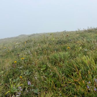 山頂は花畑