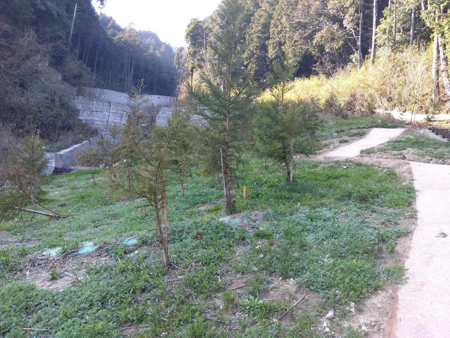 花粉症の人が多いのに杉を植えている。花粉が少ない杉なのかな？