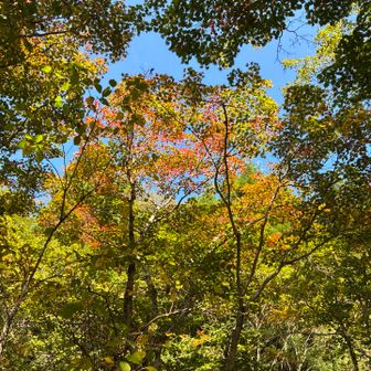 紅葉始まってる🍁