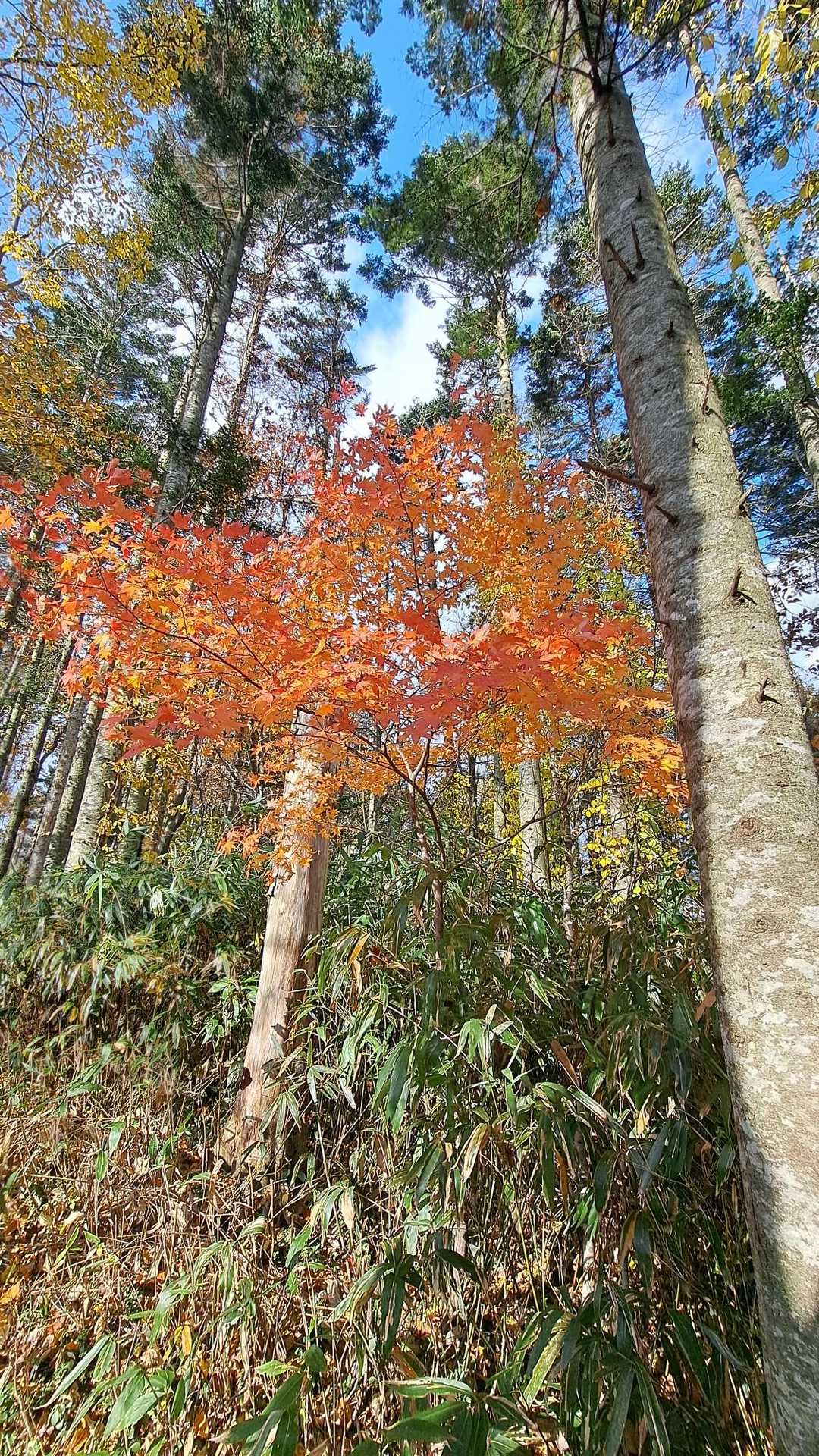 今日も紅葉に癒された