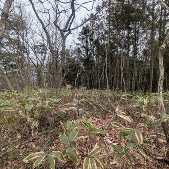 山頂の様子
久々にちょっとした藪漕ぎをしました。今の時期は、マシな方なんでしょうね…。
観音山周辺は、鹿🦌の💩だらけでした😆