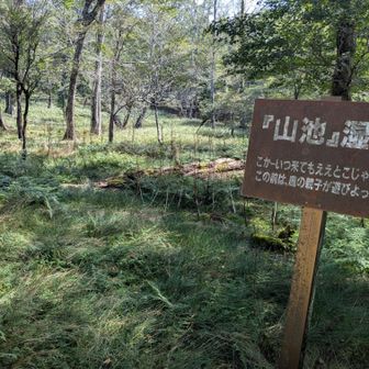 湿原に花なし？