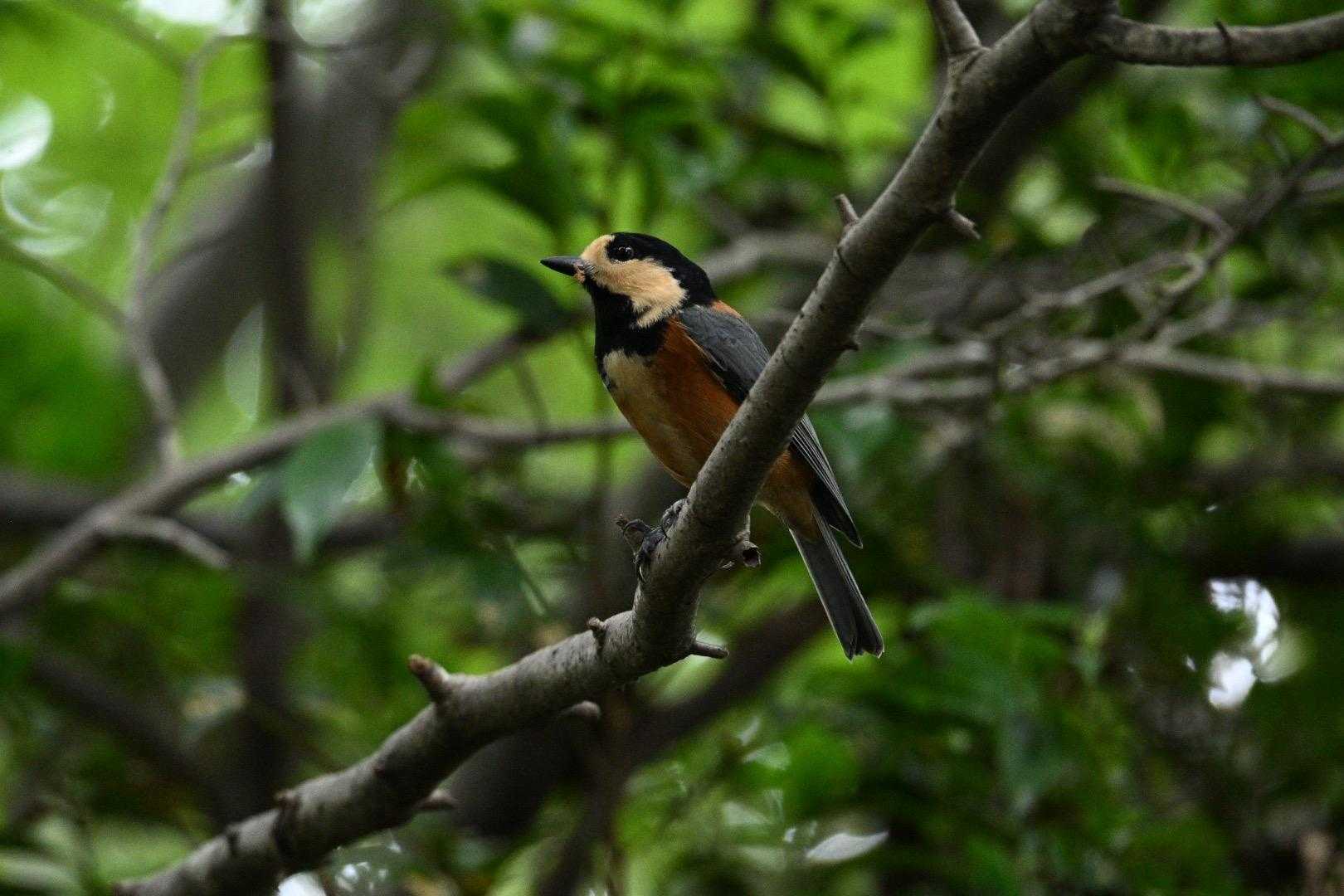 沢山のヤマガラを観察出来ました😚