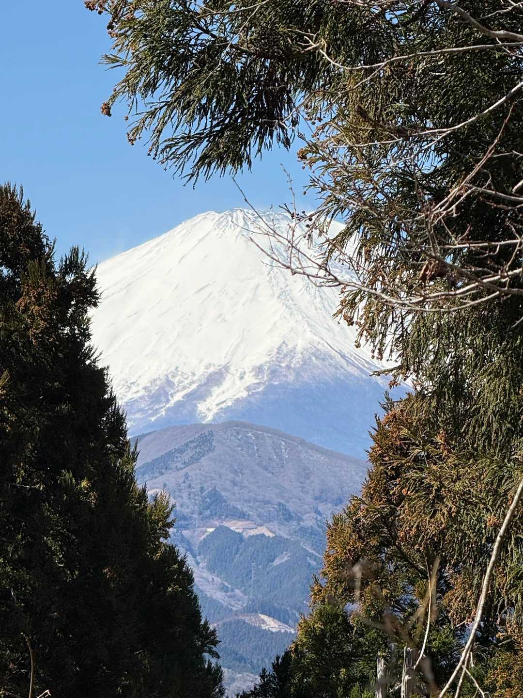 木々の間から富士山