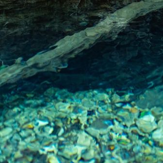 お魚もいました