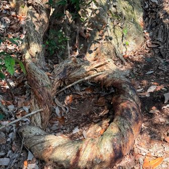                      😳ネジネジに捻じれてる

              今日も道を間違えちゃったけど😅
                      無事に下山出来ました😊

                            おつかれ山⛰️♡
