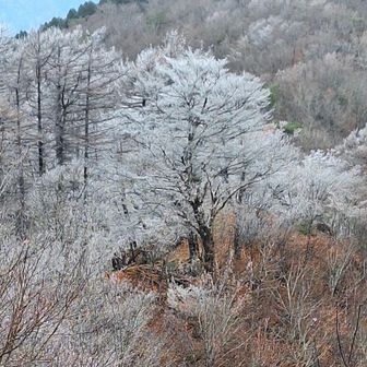 この日、一番目立っていた霧氷の木
❄️🌳❄️

雪の花が咲きました❄️🌸❄️