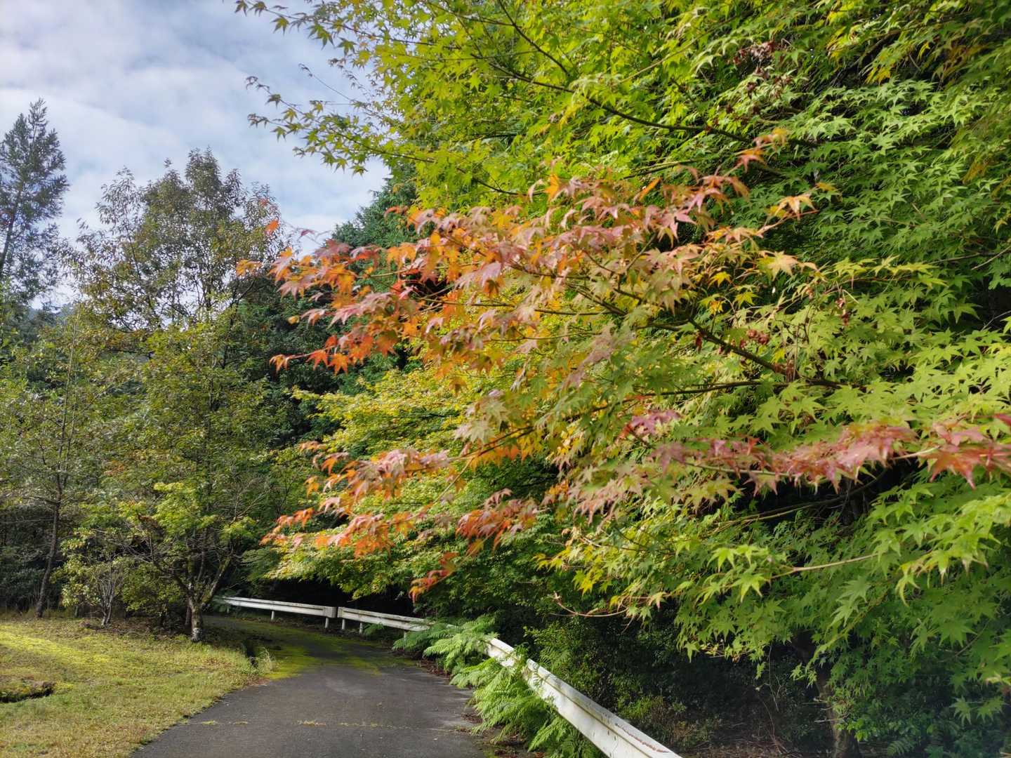 紅葉