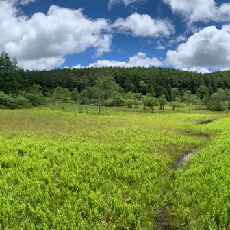 本州最南端の高層湿原だそう