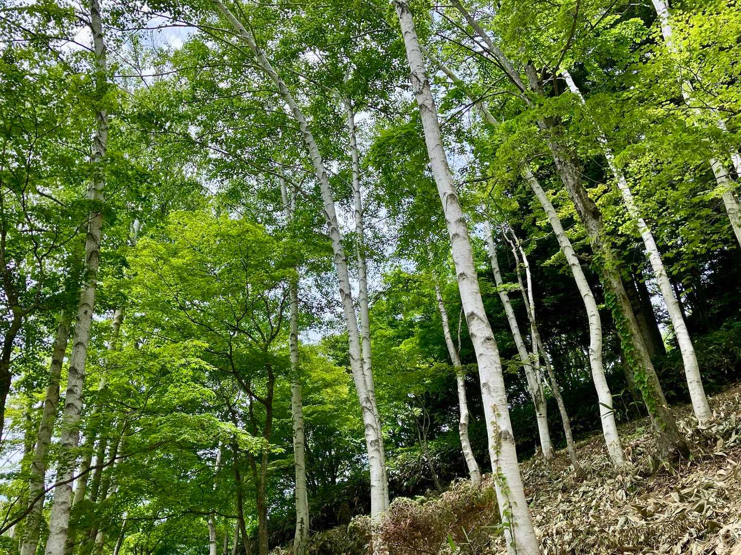 紅葉🍁の時以来
新緑の頃は初めて来ました
駐車場には🚙がいっぱい　紅葉シーズンよりは少ないかな