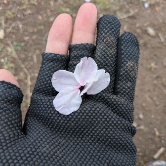 花びらの重さって何グラムだろ🤔
軽すぎてすぐに舞いそうになる

いや、それより手袋汚っ！😑