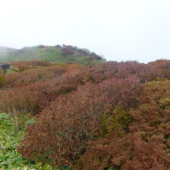 コメツツジの中へ下山開始します♪