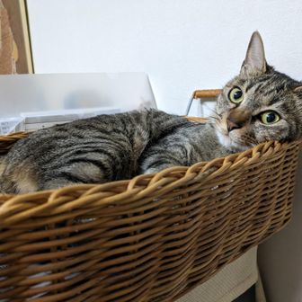 えんやこらーさ