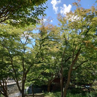 さて1４日は所要を済ませてから簡単に高尾山を歩こうかと。
ここは案内川沿いの紅葉です。
若干色づいている葉があります。
