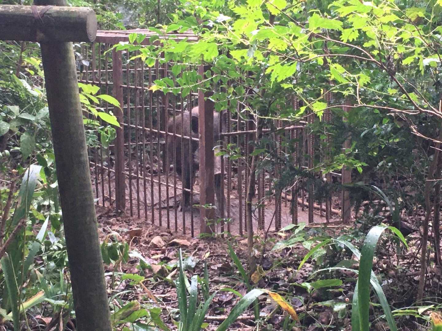 猪之助🐗