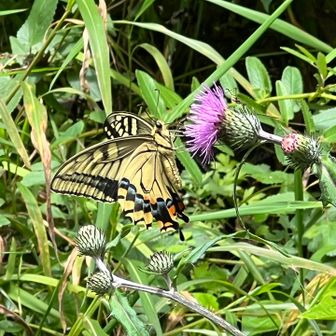 🦋