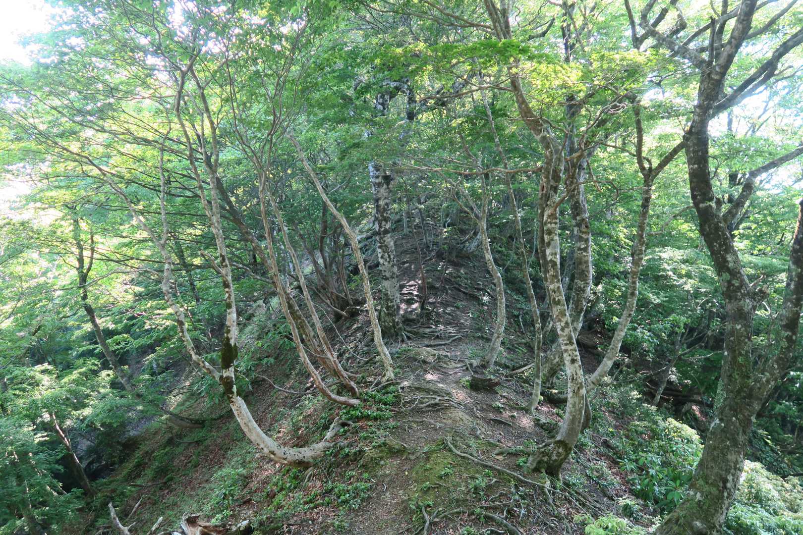 右側は研究林ですね
