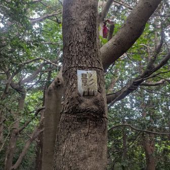 山標、埋まりがち