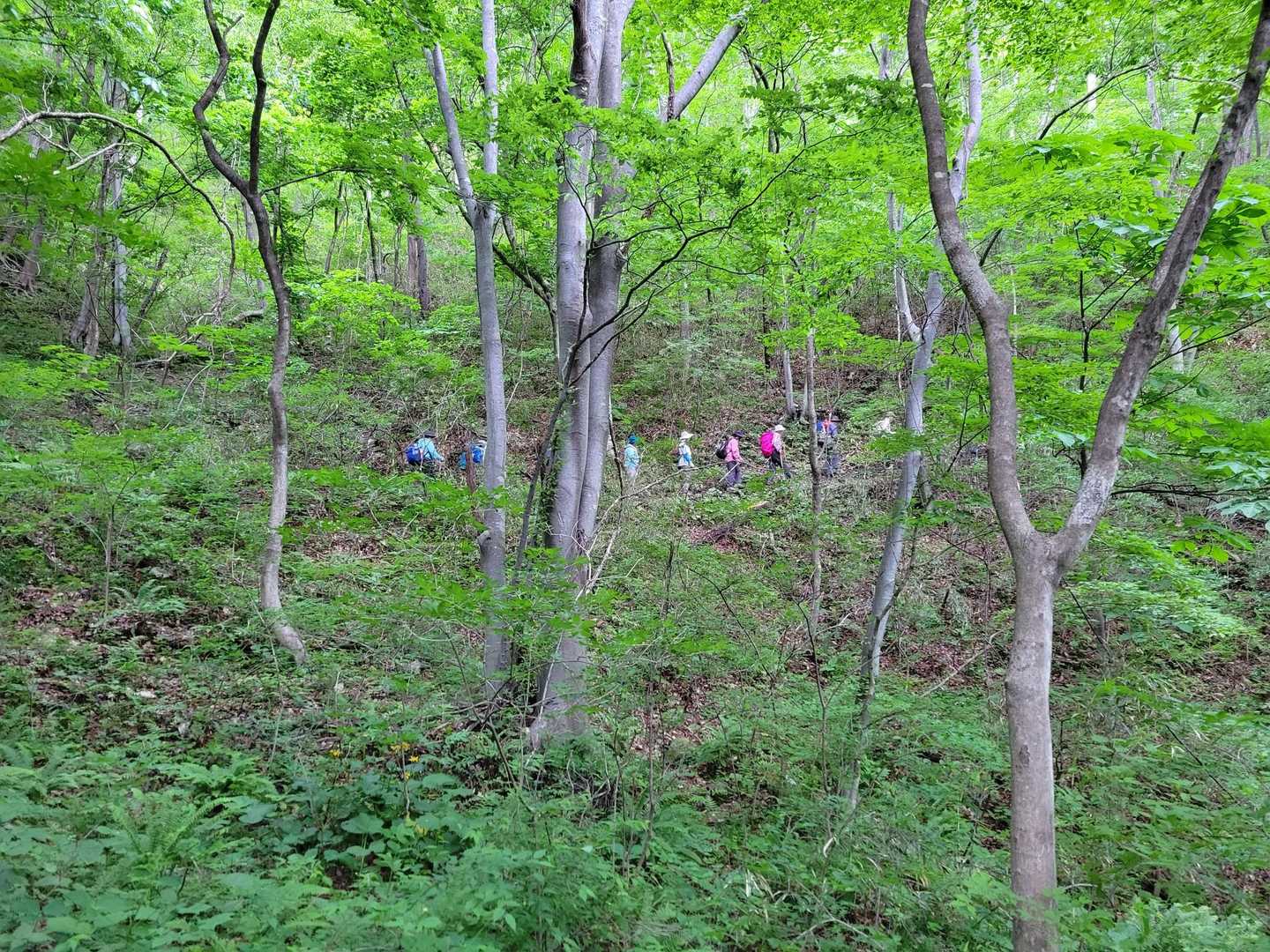 青麻山 周回コースの写真