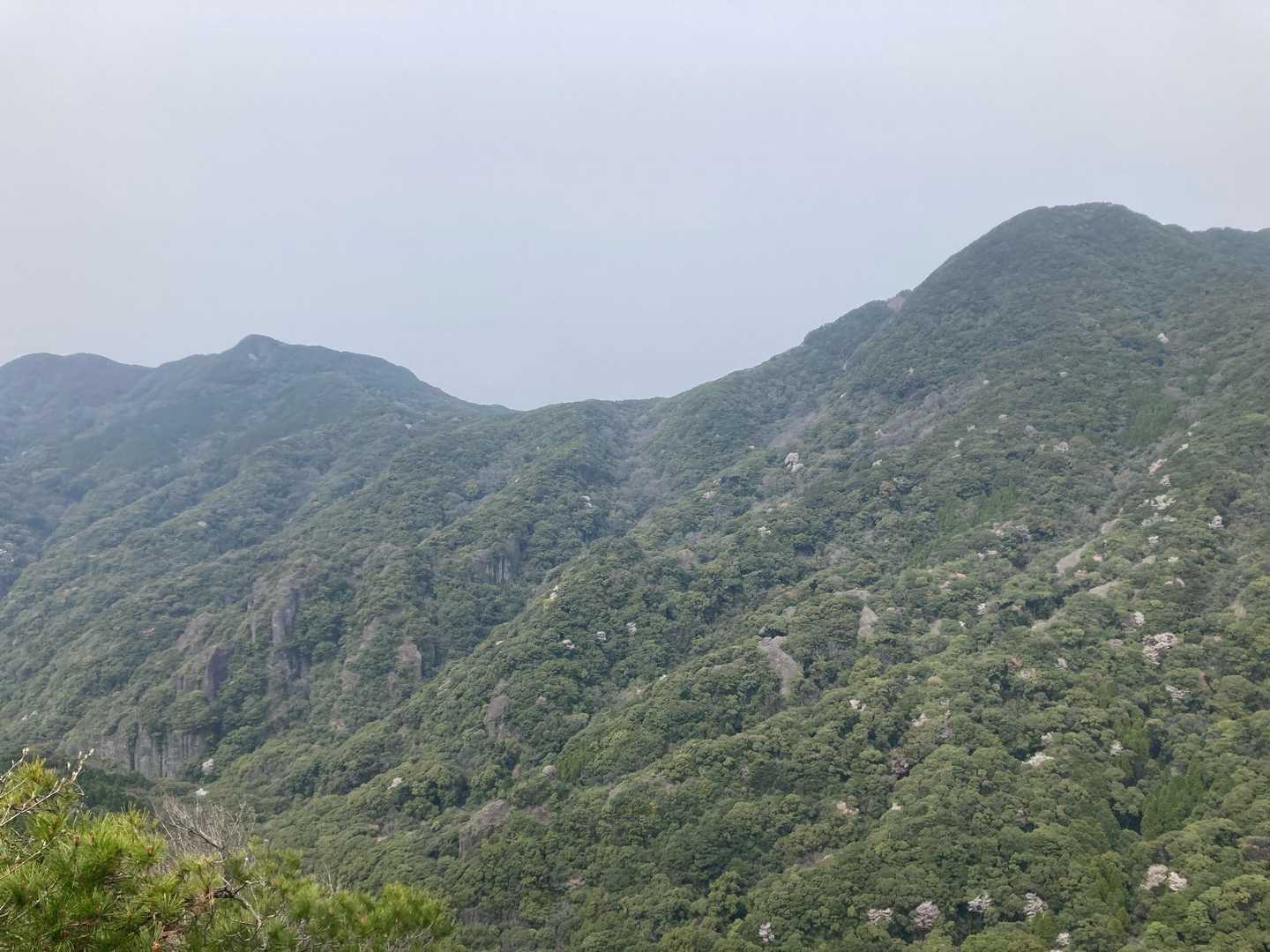 これはですねー山の斜面にあちこち桜咲いてるよってのを撮りたかったんです。
左からずっと歩いてきた稜線