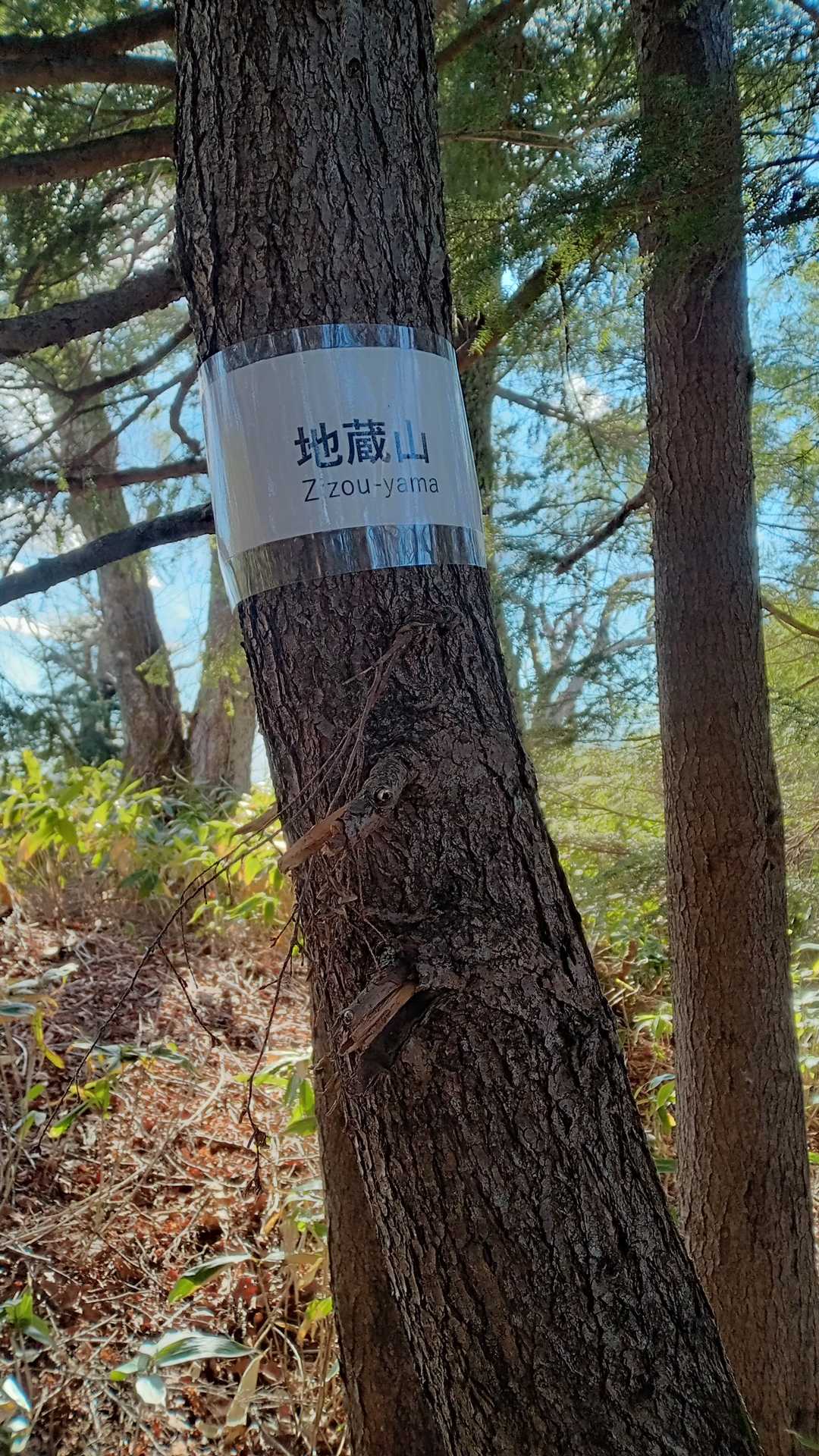 地蔵山の山名板はピークを逸れるので見逃しやすいです。