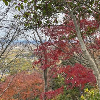 紅葉は終わりくらい