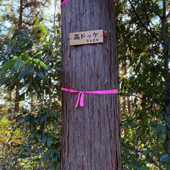 こちらも新規ピークと！
YAMAP初めてからのピーク数700まであと2ピークにキタァ〜