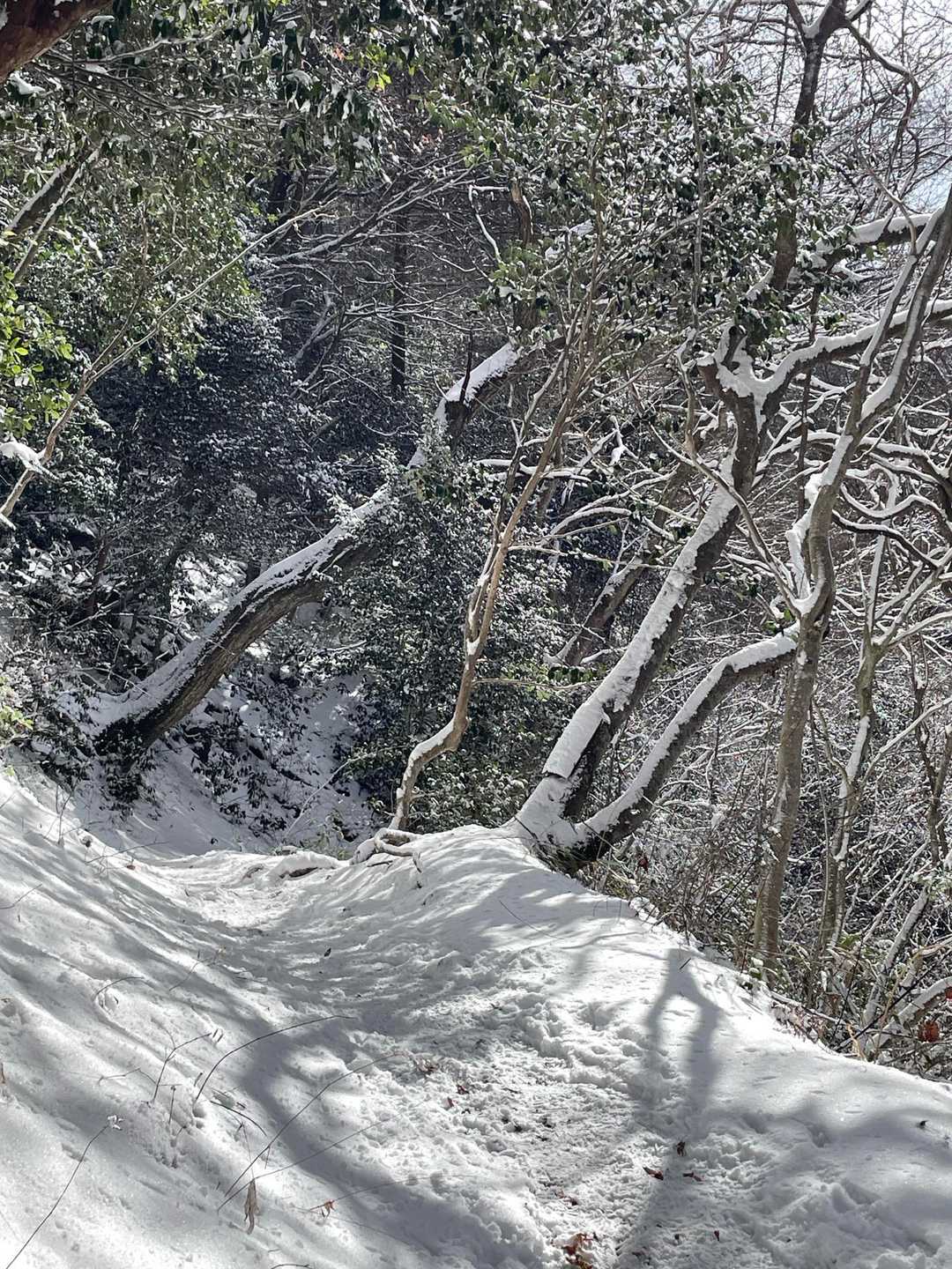 ❄️❄️❄️木漏れ日が心地よい👍

❄️❄️❄️陽光透過樹葉舒服👍