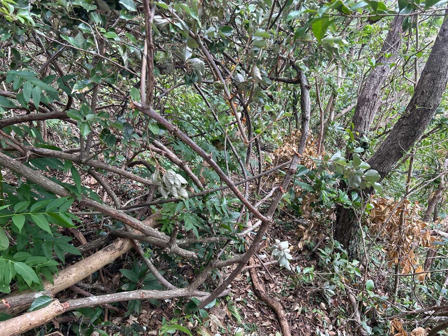 坊ノ岬灯台登山口-かごせ山-坊ノ岬山 縦走コースの写真