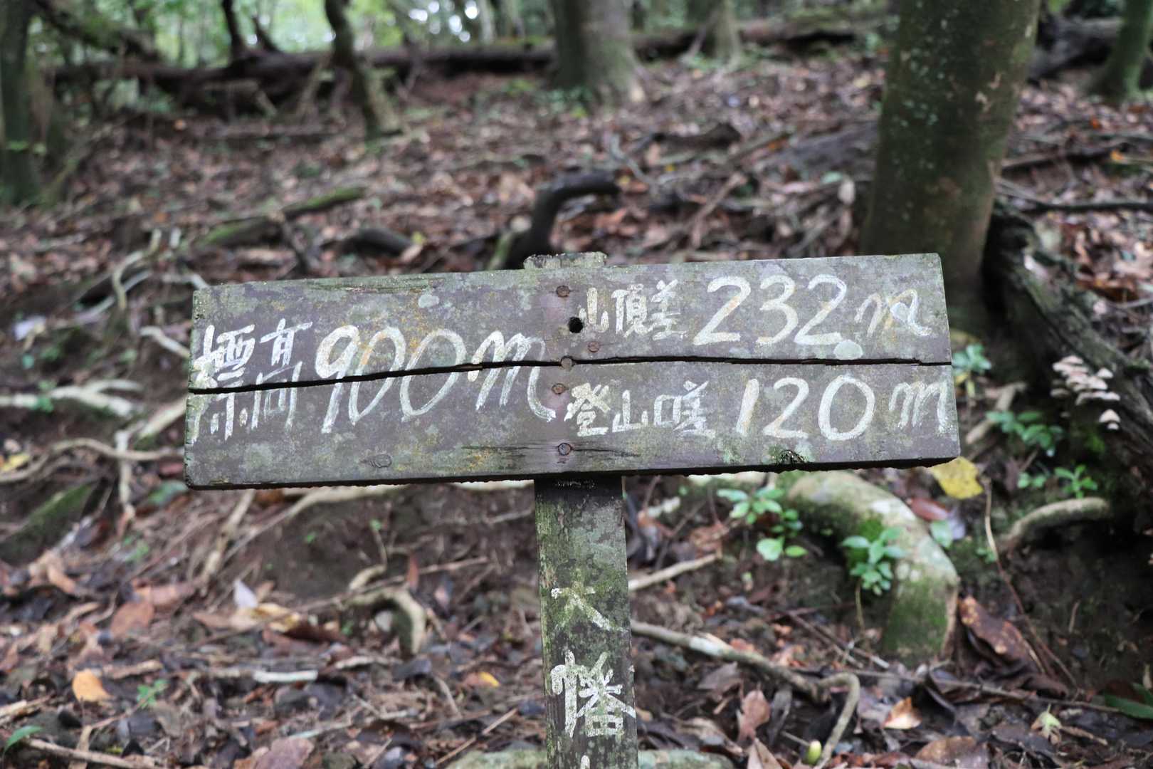 矢岳登山口-矢岳 周回コースの写真
