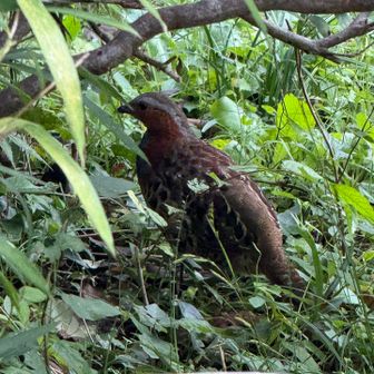あ！　なになに？
コジュケイ？　写りたいのか
止まってくれました🤗
この後　木の上で忙しく動くものが
鳥かと思ってたら　リス🐿️でした
何度かリスを見かけました
こんな所にリスが居るんだと　驚きでした