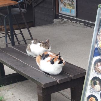 ゴンドラを降りて、かわいい猫ちゃんたちにお帰りと言ってもらいました🐱