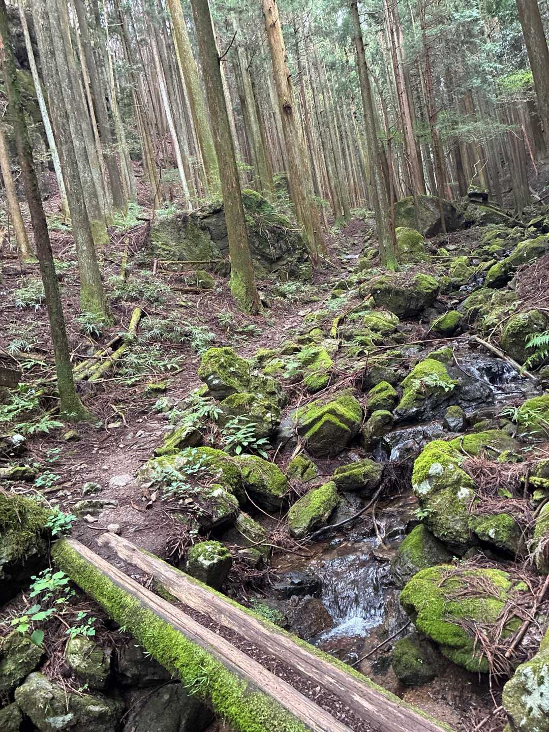 ずっと沢沿いの道です